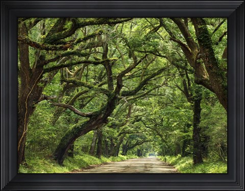 Framed Canopy Road IV Print