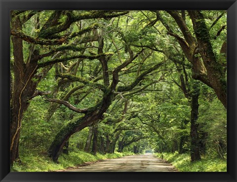 Framed Canopy Road IV Print