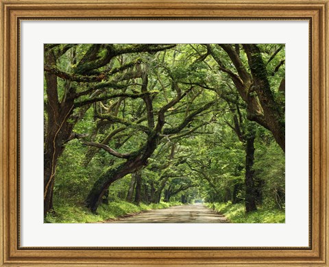 Framed Canopy Road IV Print
