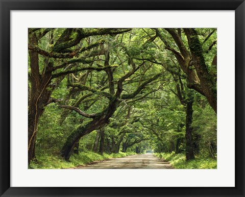 Framed Canopy Road IV Print