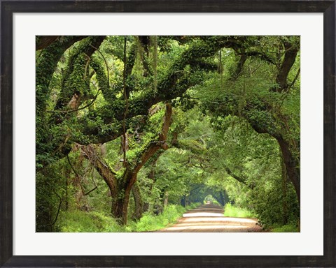 Framed Canopy Road V Print