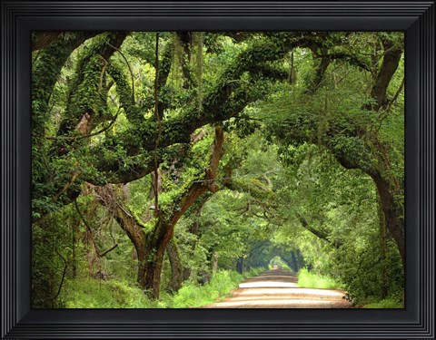 Framed Canopy Road V Print
