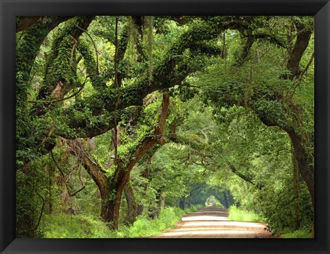 Framed Canopy Road V Print