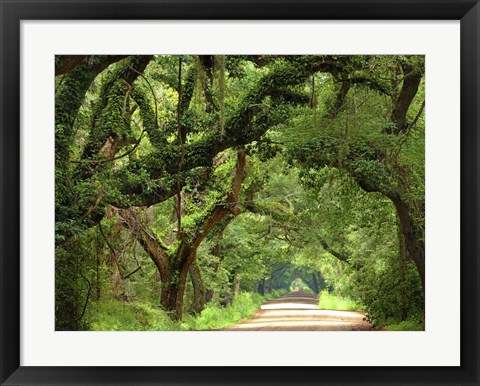 Framed Canopy Road V Print