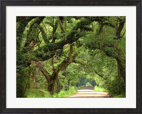 Framed Canopy Road V Print