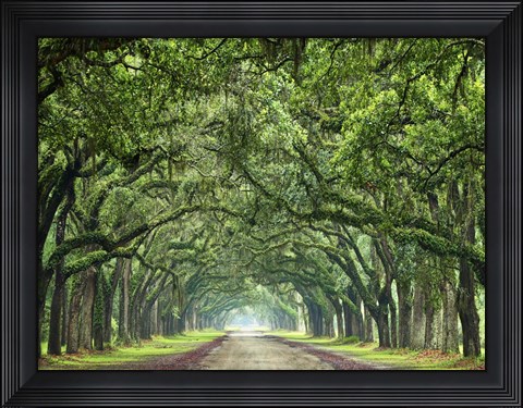 Framed Canopy Road VI Print