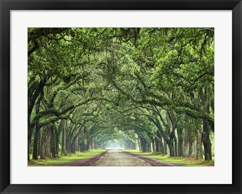 Framed Canopy Road VI Print
