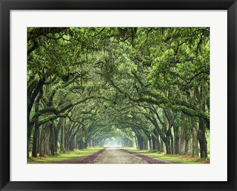 Framed Canopy Road VI Print