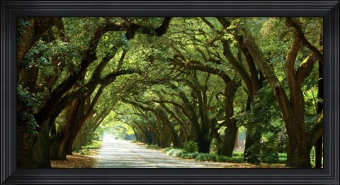 Framed Canopy Road Panorama I Print