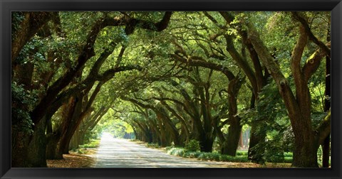 Framed Canopy Road Panorama I Print
