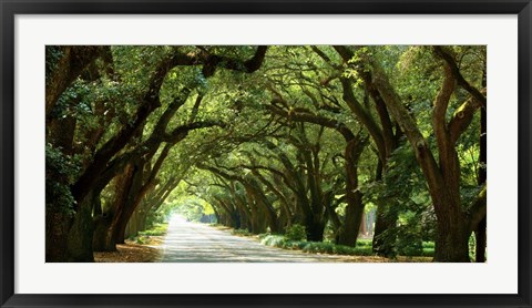 Framed Canopy Road Panorama I Print