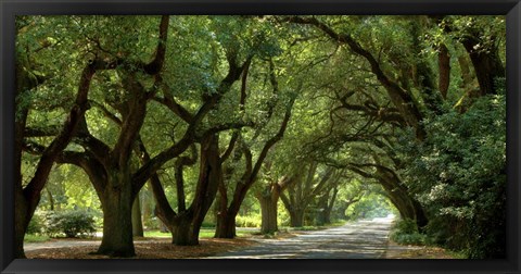 Framed Canopy Road Panorama II Print