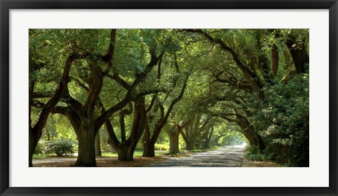 Framed Canopy Road Panorama II Print