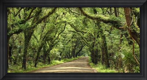 Framed Canopy Road Panorama III Print