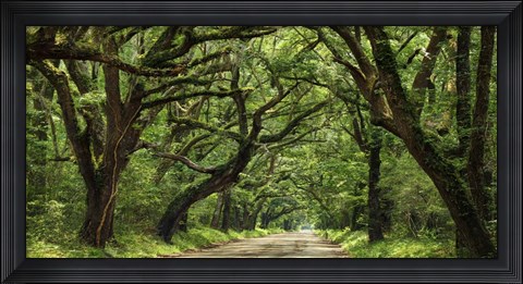 Framed Canopy Road Panorama IV Print