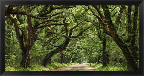 Framed Canopy Road Panorama IV Print