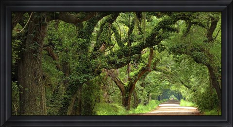 Framed Canopy Road Panorama V Print