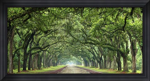 Framed Canopy Road Panorama VI Print