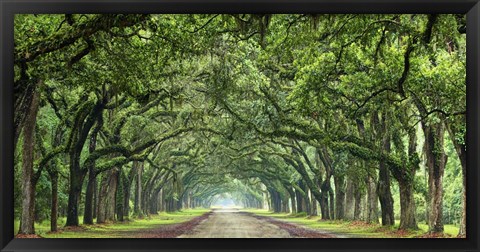 Framed Canopy Road Panorama VI Print