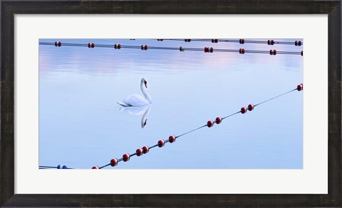 Framed Swan and Ropes Print