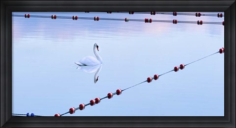 Framed Swan and Ropes Print