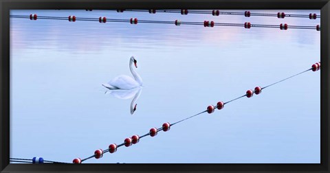 Framed Swan and Ropes Print