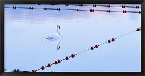 Framed Swan and Ropes Print