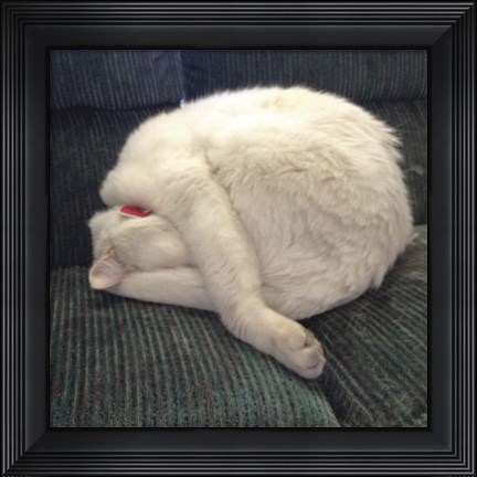 Framed Cat Yoga I Print