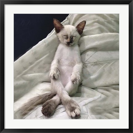 Framed Cat Yoga II Print