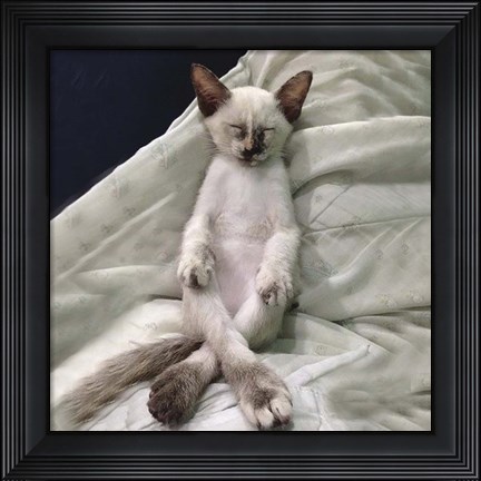 Framed Cat Yoga II Print