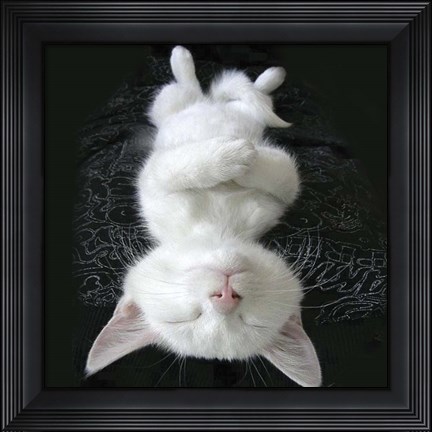 Framed Cat Yoga III Print