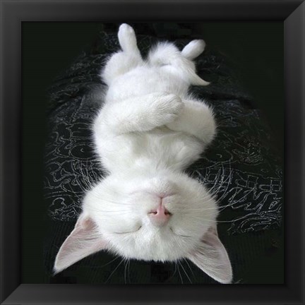 Framed Cat Yoga III Print