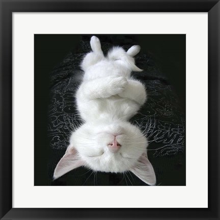 Framed Cat Yoga III Print