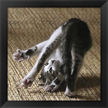 Framed Cat Yoga IV Print