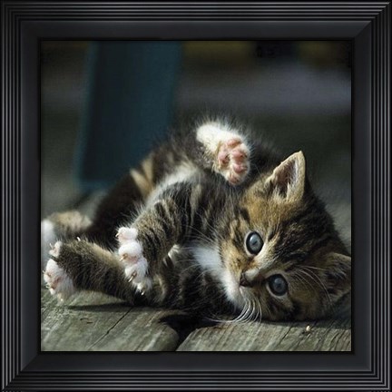 Framed Cat Yoga V Print