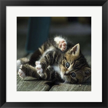 Framed Cat Yoga V Print