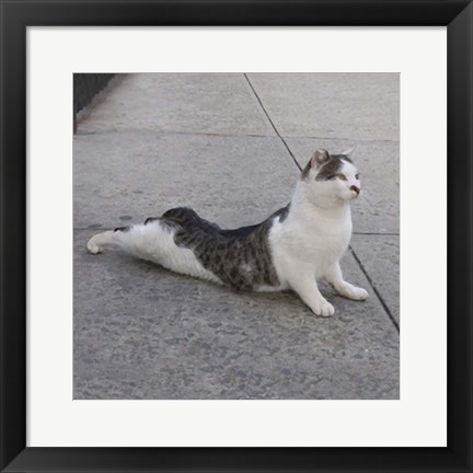 Framed Cat Yoga VI Print