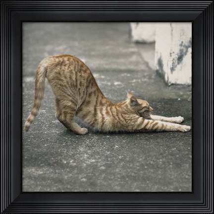 Framed Cat Yoga VIII Print