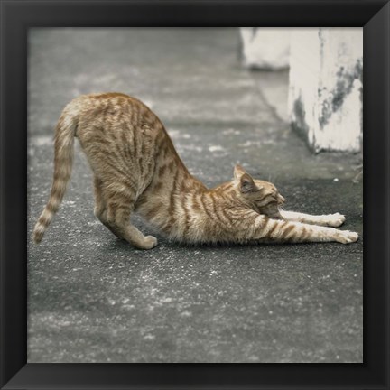 Framed Cat Yoga VIII Print