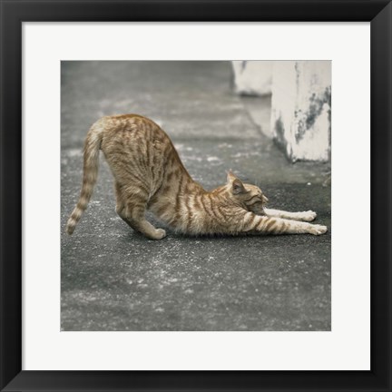 Framed Cat Yoga VIII Print