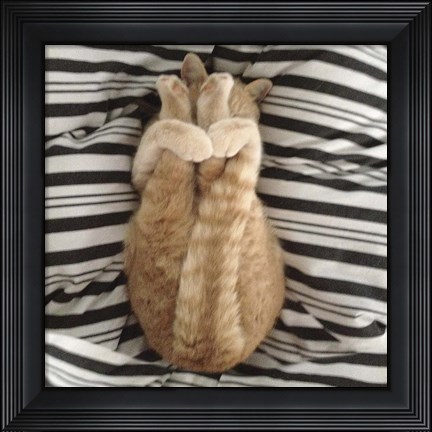 Framed Cat Yoga IX Print
