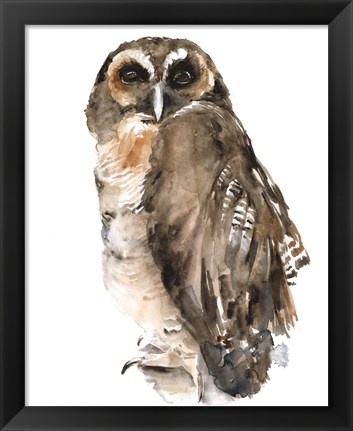 Framed Watercolor Owl I Print