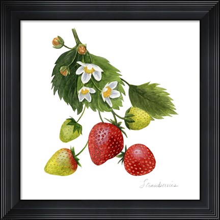 Framed Strawberry Study I Print
