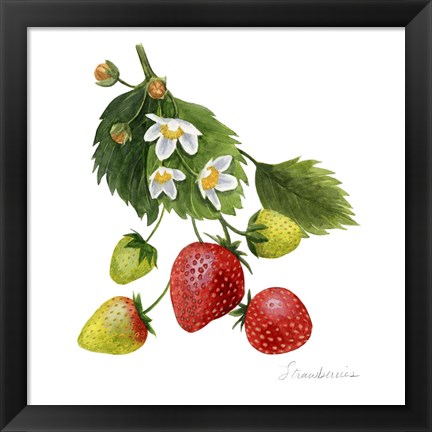 Framed Strawberry Study I Print