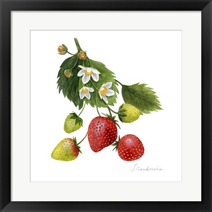 Framed Strawberry Study I Print