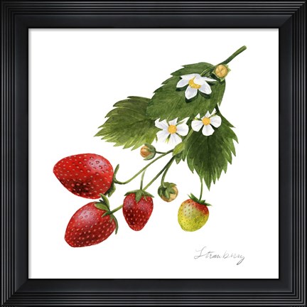 Framed Strawberry Study II Print
