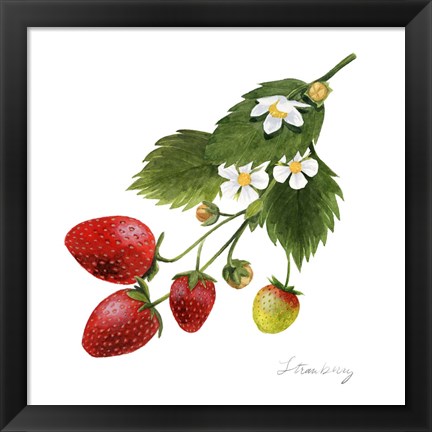 Framed Strawberry Study II Print