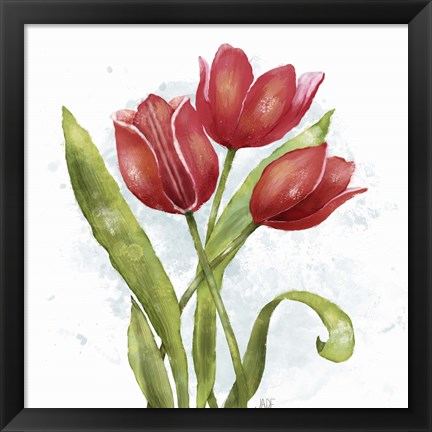 Framed Red Tulip Splash II Print