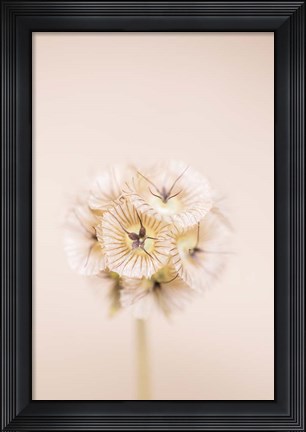 Framed Bleach Blonde II Print