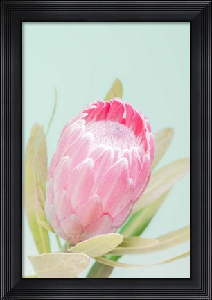 Framed Sun Drenched Blossom I Print